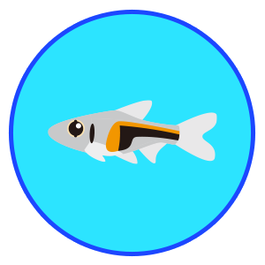 ラスボラ・ヘンゲリー