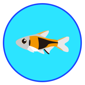 ラスボラ・ヘテロモルファ