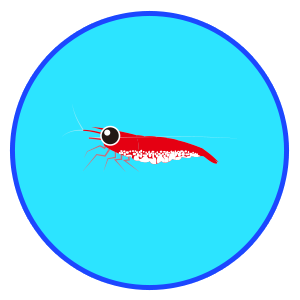 レッドチェリーシュリンプ