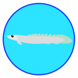 ポリプテルス・セネガルス