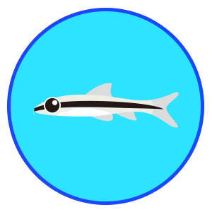 サイアミーズ・フライングフォックス