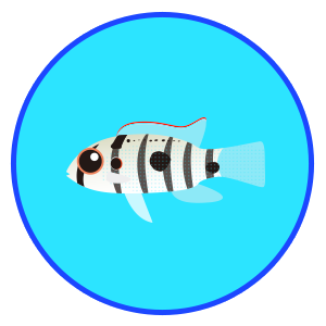 アノマロクロミス・トーマシー