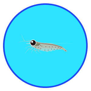 ヤマトヌマエビ