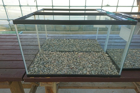 熱帯魚を導入する準備をしよう!!