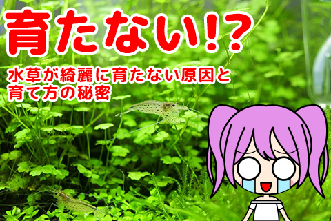 水草が綺麗に育たない原因と育て方の秘密