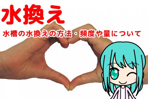 水槽の水換えの方法・頻度や量について