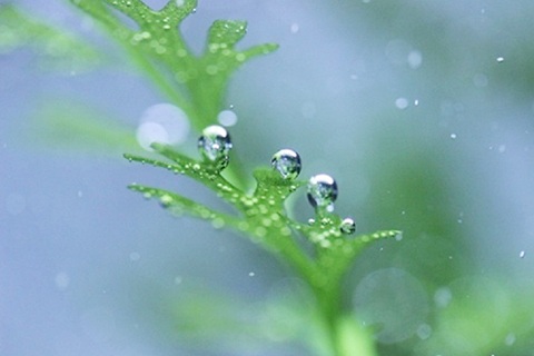 溶けた水草を復活させる方法