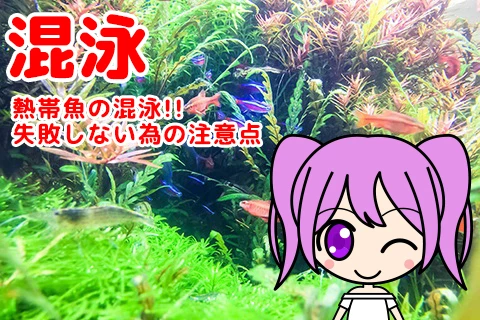 熱帯魚の混泳！失敗しない為の注意点