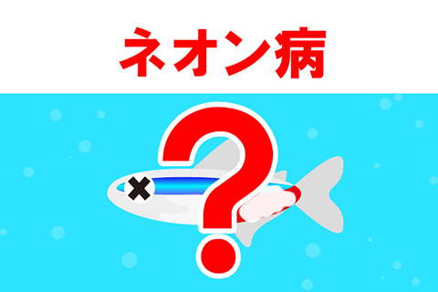 熱帯魚がネオン病になるとどうなる？症状は？
