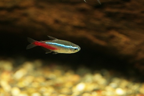 ネオン病予防の秘訣は？