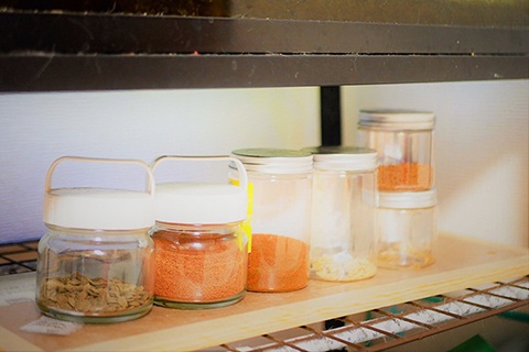 熱帯魚の太りすぎ・肥満の原因