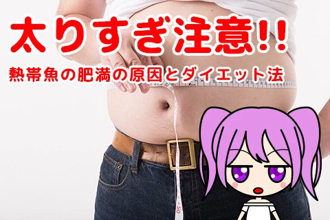 熱帯魚の太りすぎ注意!!熱帯魚の肥満の原因とダイエット法