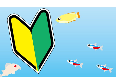 熱帯魚を購入する前に注意する事