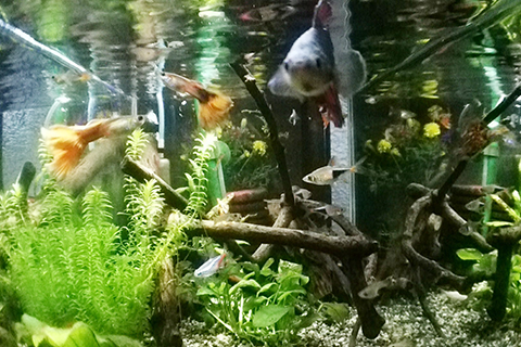 エアレーションのまとめ