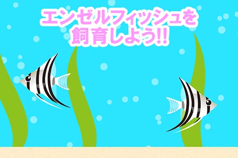 エンゼルフィッシュを飼育しよう!!
