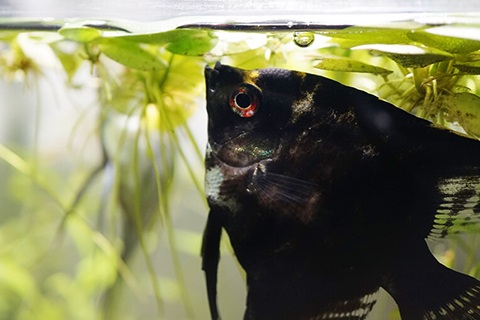 エンゼルフィッシュってどんな熱帯魚?