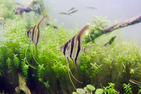 エンゼルフィッシュの繁殖