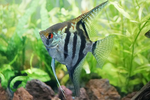 ディスカスまとめ