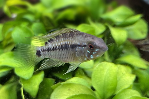 アピストグラマまとめ