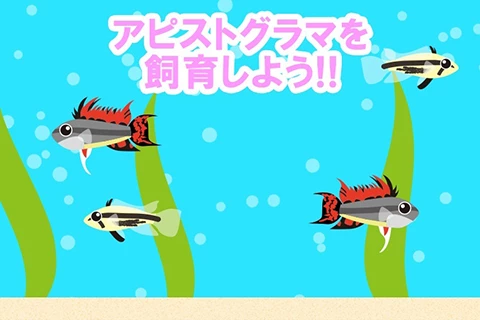 アピストグラマを飼育しよう!!