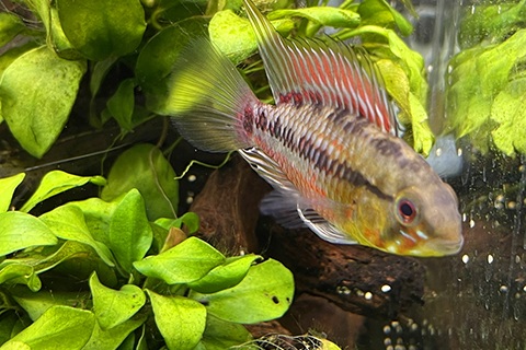 アピストグラマってどんな熱帯魚？