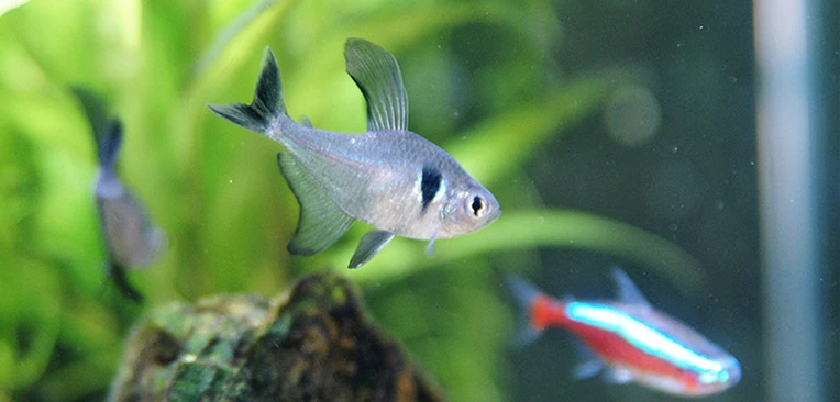 初めての熱帯魚 熱帯魚の飼育 病気 水草など役立つ情報を発信中