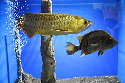 アロワナの飼育環境