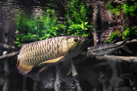 アロワナってどんな熱帯魚？