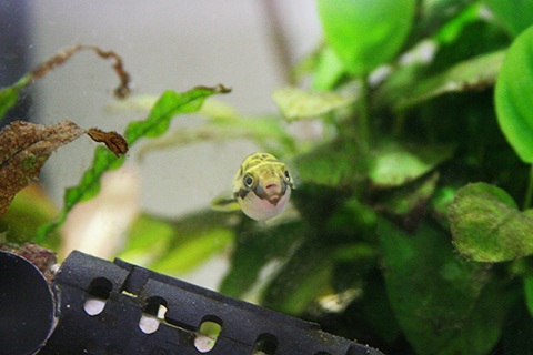 アベニーパファー飼育のポイント