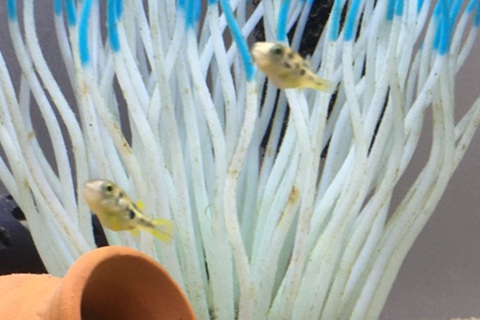 アベニーパファー飼育のコツ