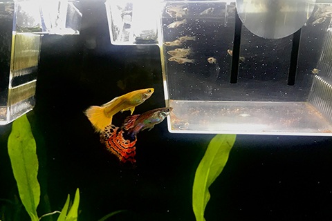 稚魚の育て方まとめ
