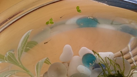 稚魚の餌やり