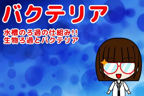 水槽のろ過の仕組み!!生物ろ過とバクテリア
