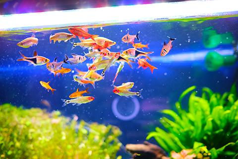 やり過ぎ注意 熱帯魚の餌の頻度や量はどれくらい