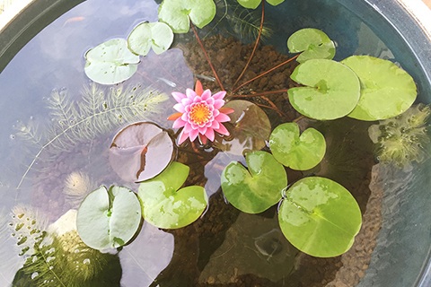 球根を持つ水草の特徴