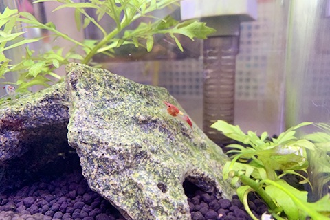 ビーシュリンプ飼育のポイント