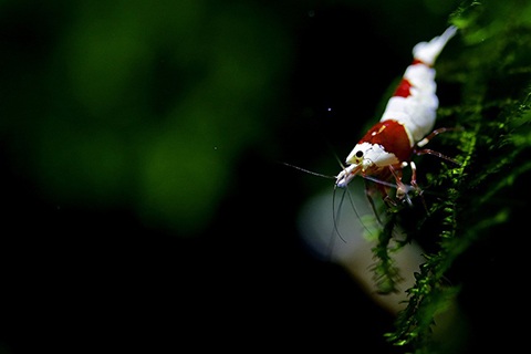 ビーシュリンプのまとめ