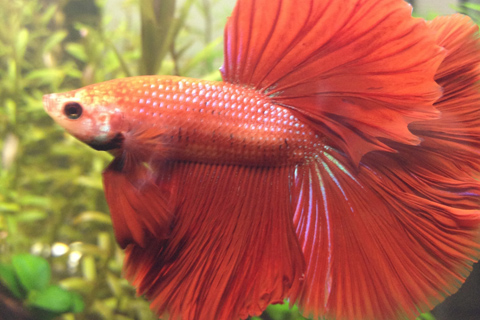 ベタ飼育のコツ・注意点は?