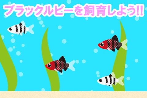 ブラックルビーを飼育しよう!!
