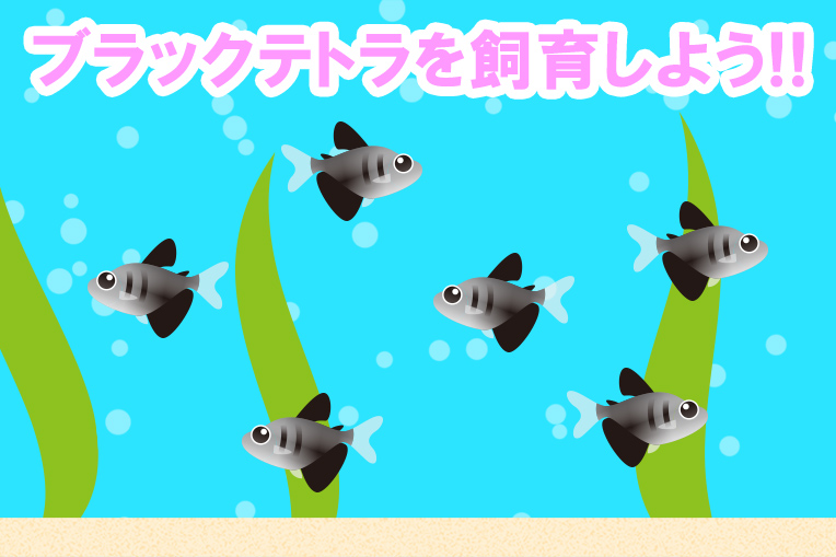 ブラックテトラを飼育しよう!!