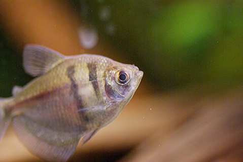 ブラックテトラの繁殖