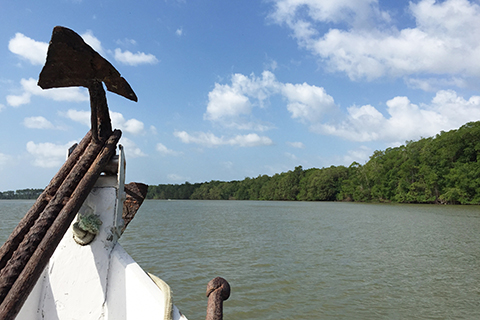 アクアリウムでブラックウォーターを再現する理由