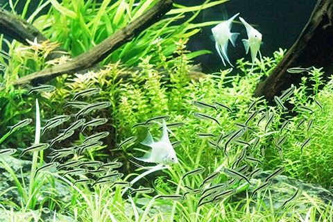 ペンギンテトラの飼育のポイント
