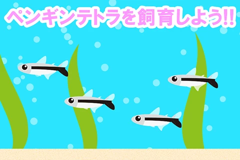 ペンギンテトラを飼育しよう!!
