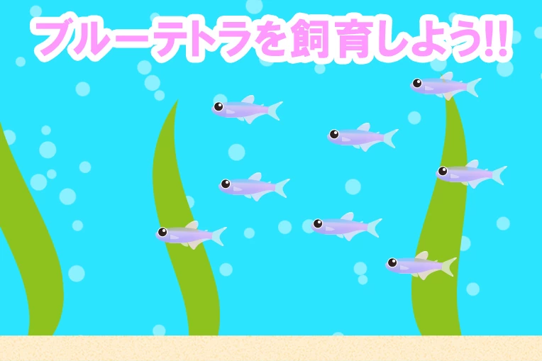 ブルーテトラを飼育しよう!!