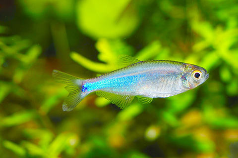 ブルーテトラの繁殖