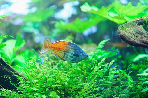 ハーフオレンジレインボーのまとめ