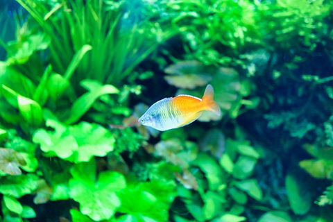 ハーフオレンジレインボーってどんな熱帯魚？