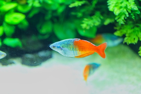 ハーフオレンジレインボーの色揚げ