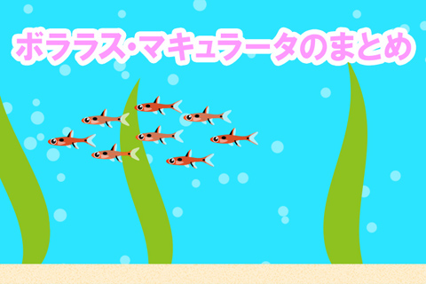 ボララス・マキュラータまとめ